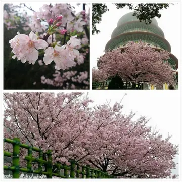 ✿賞櫻倒數✿最後一波賞櫻攻略