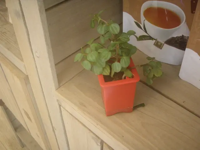 可愛小盆栽~ 另外他們有賣烏龍茶~