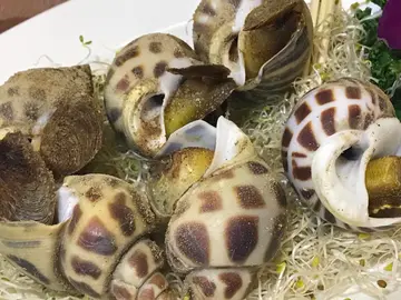 鹽燒東風螺