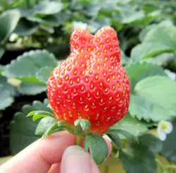 靡靡