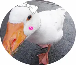 黃小鴨
