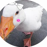 黃小鴨