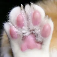 柚子多樂