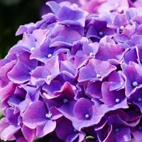♥～珍妮佛的花草呢喃～♥