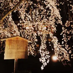 麻米絲雞美食玩樂趣