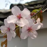 amy&anthony的網路日誌