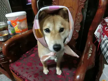 茉莉小花妹