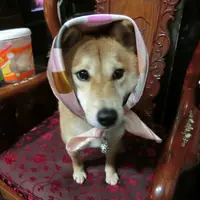 茉莉小花妹