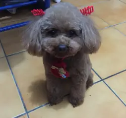 摸摸喬
