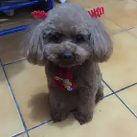 摸摸喬