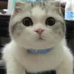 雞蛋貓異想世界